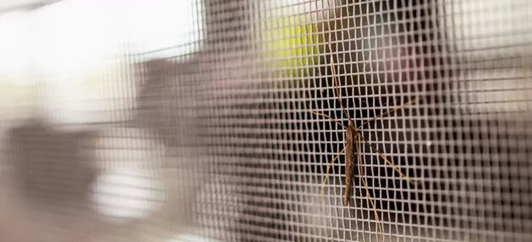 Repair Mosquito Mesh For Windows in Carrollwood, FL